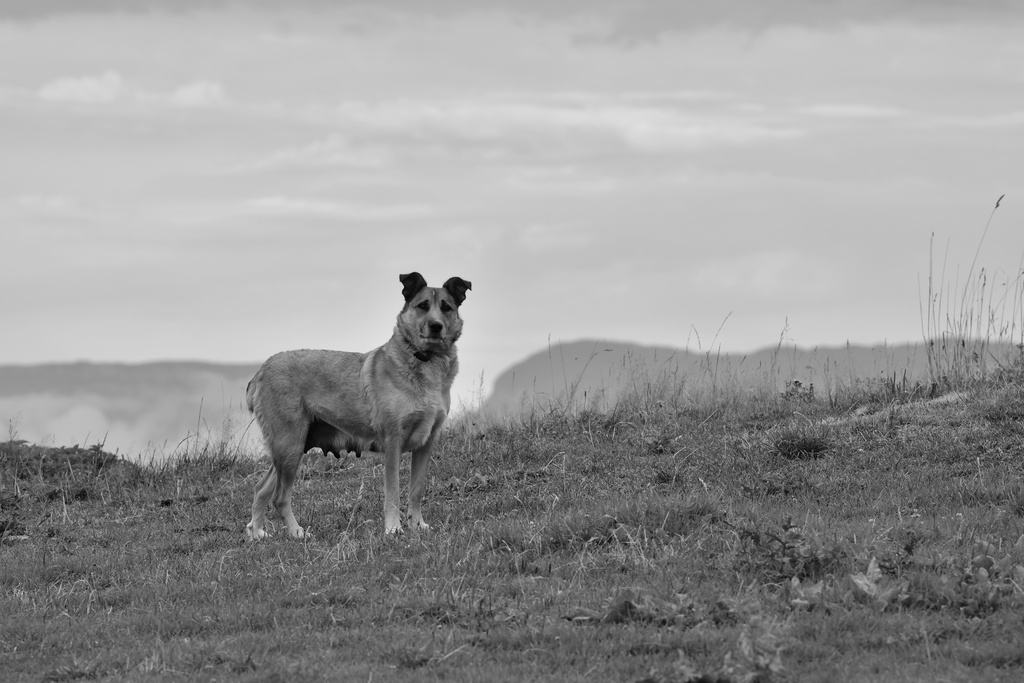 2019-08 Savoie/La Tuile/DSC_1888.JPG